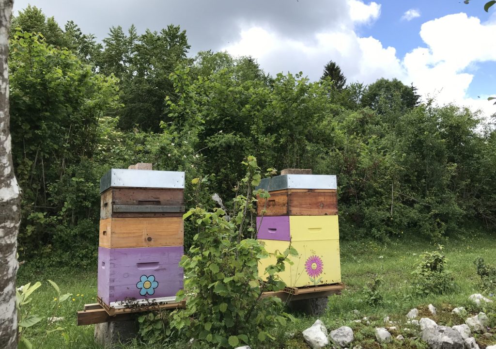 Des ruches d'Happy Miel dans la nature dans l'Ain Mézériat