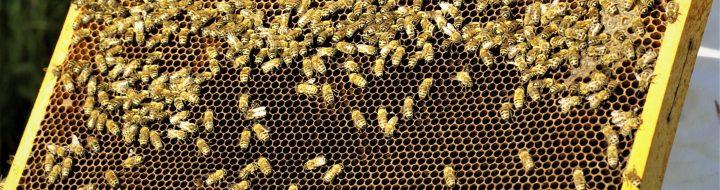 Les abeilles d'Happy Miel en dehors de leur ruche