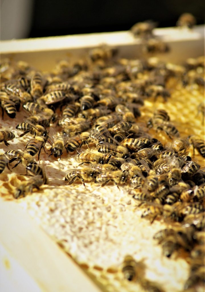 Les abeilles d'Happy Miel